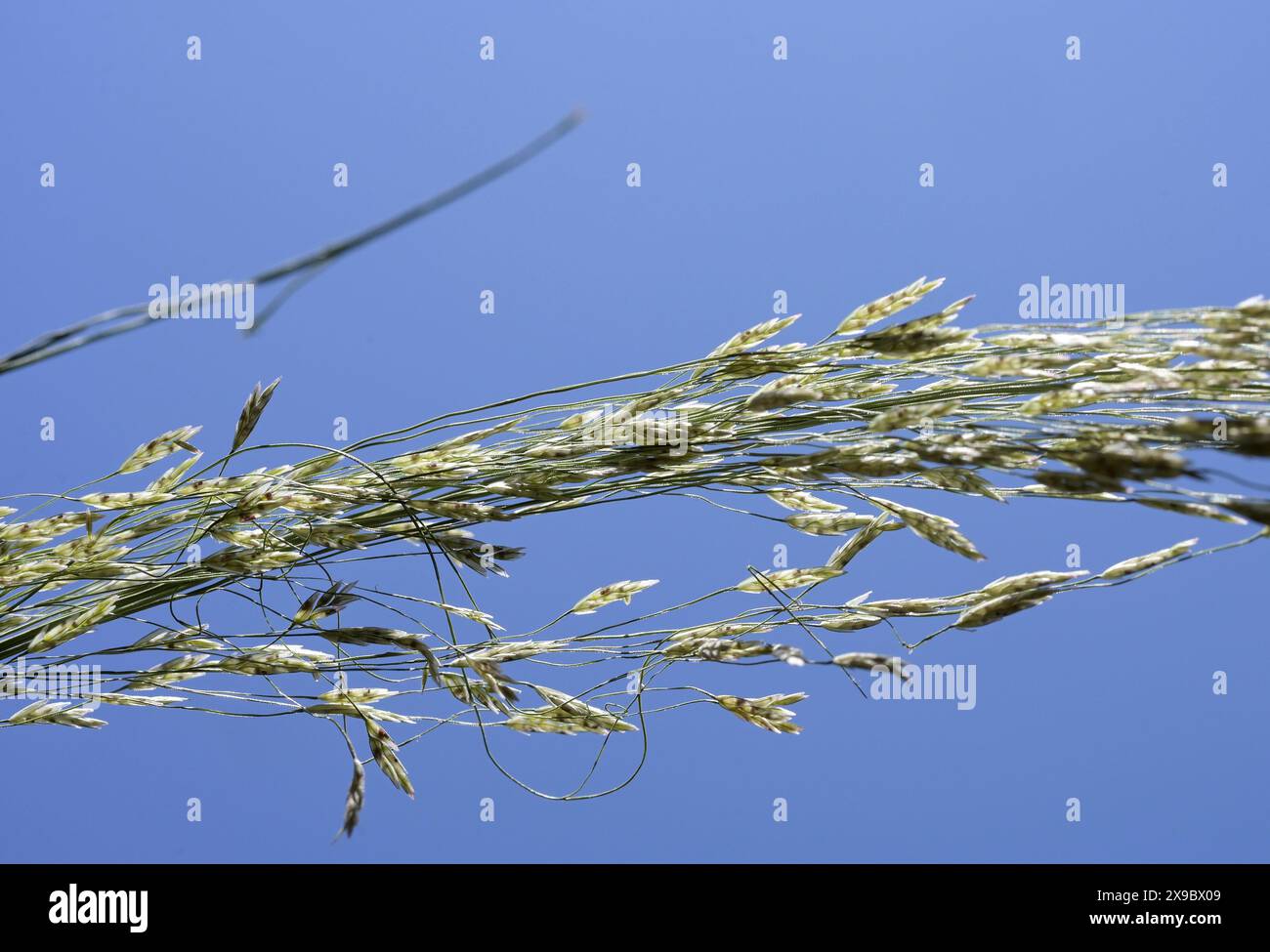 Etiopia, Etiopia centrale, città di Kibet, primo piano di Teff (Eragrostis tef) un miglio che è il cibo di base in Etiopia, la farina di teff viene utilizzata per preparare il piatto nazionale Injera, una focaccia acida a fermentazione simile a pancake con una consistenza leggermente spugnosa, tradizionalmente fatta di farina di teff Foto Stock