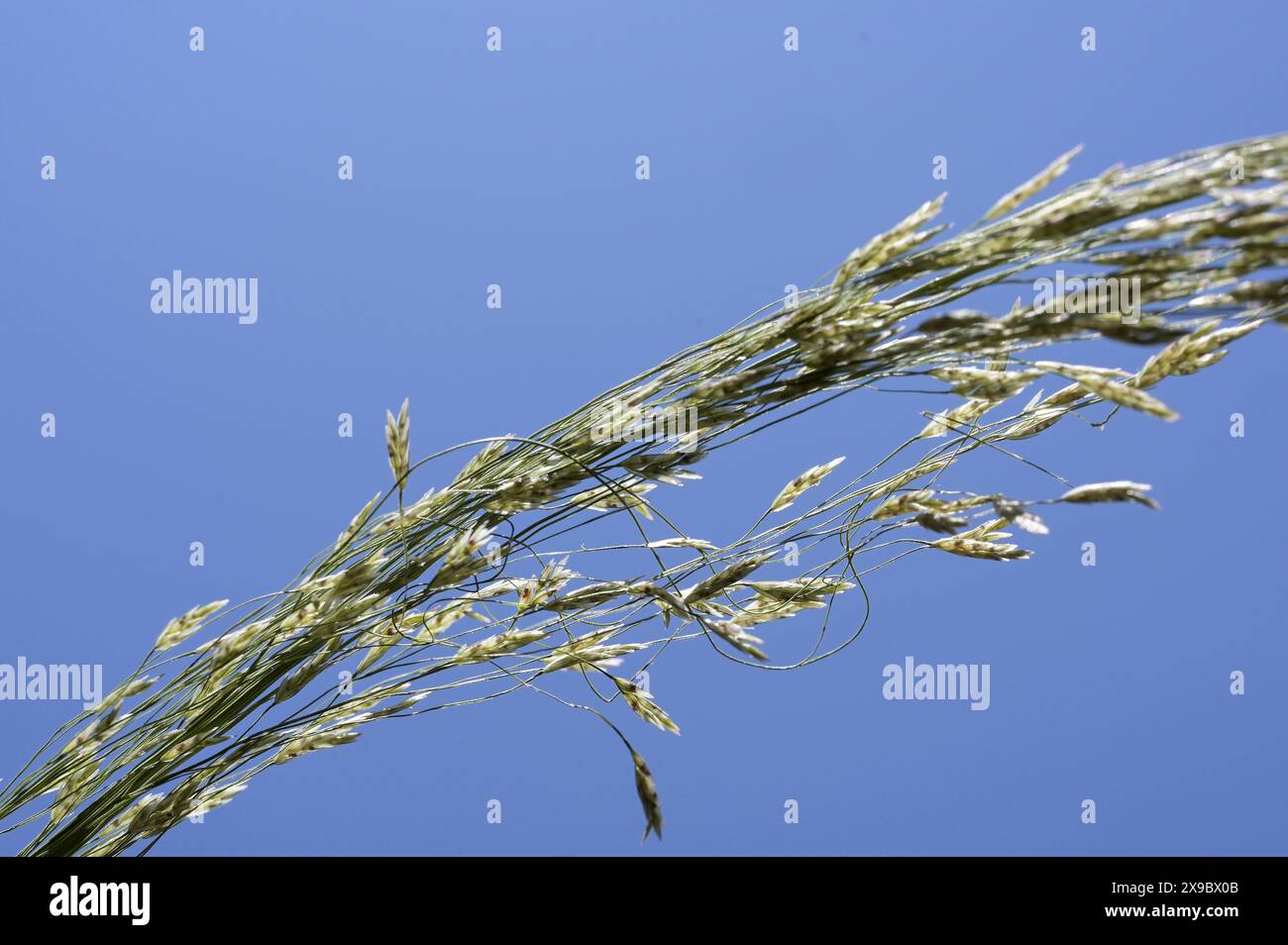 Etiopia, Etiopia centrale, città di Kibet, primo piano di Teff (Eragrostis tef) un miglio che è il cibo di base in Etiopia, la farina di teff viene utilizzata per preparare il piatto nazionale Injera, una focaccia acida a fermentazione simile a pancake con una consistenza leggermente spugnosa, tradizionalmente fatta di farina di teff Foto Stock