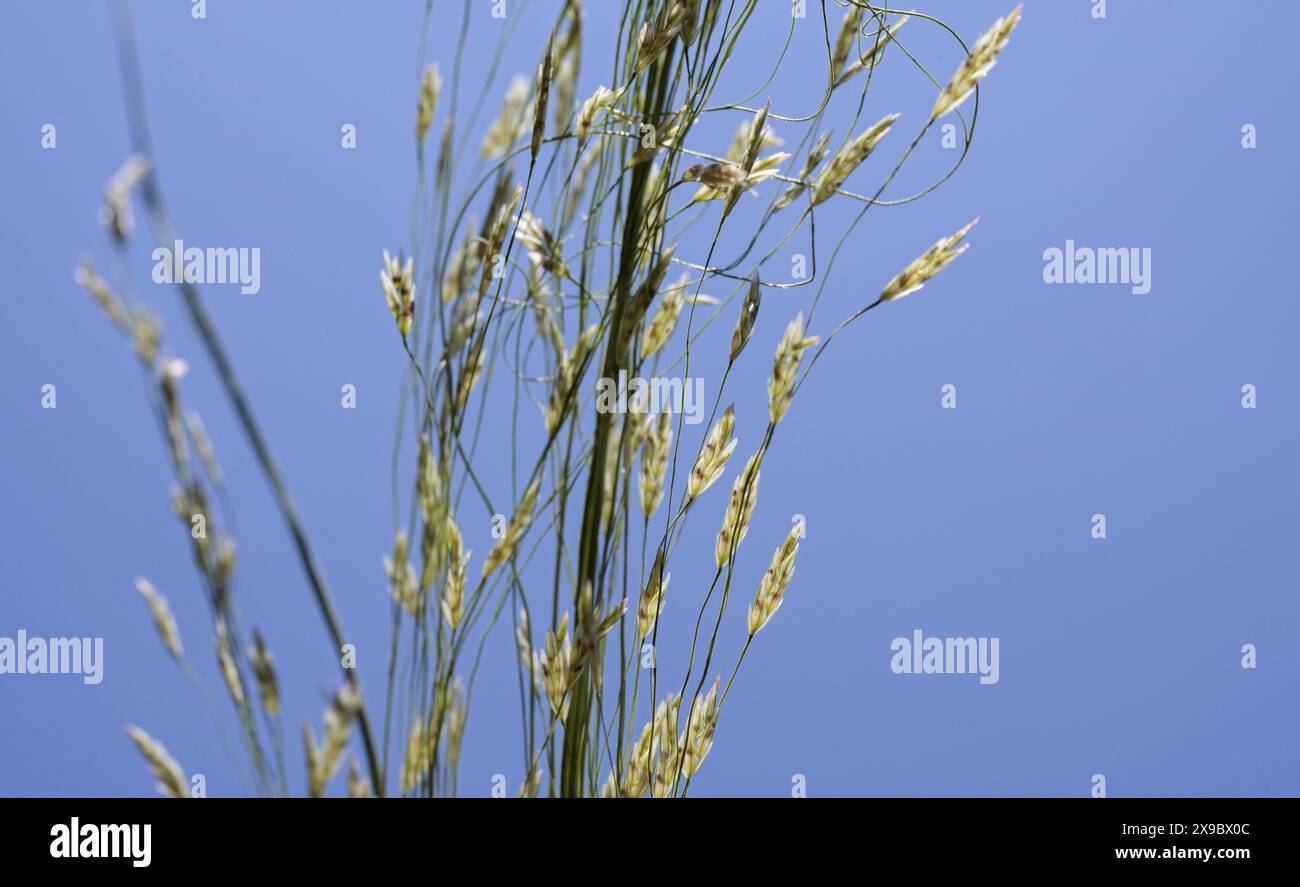 Etiopia, Etiopia centrale, città di Kibet, primo piano di Teff (Eragrostis tef) un miglio che è il cibo di base in Etiopia, la farina di teff viene utilizzata per preparare il piatto nazionale Injera, una focaccia acida a fermentazione simile a pancake con una consistenza leggermente spugnosa, tradizionalmente fatta di farina di teff Foto Stock