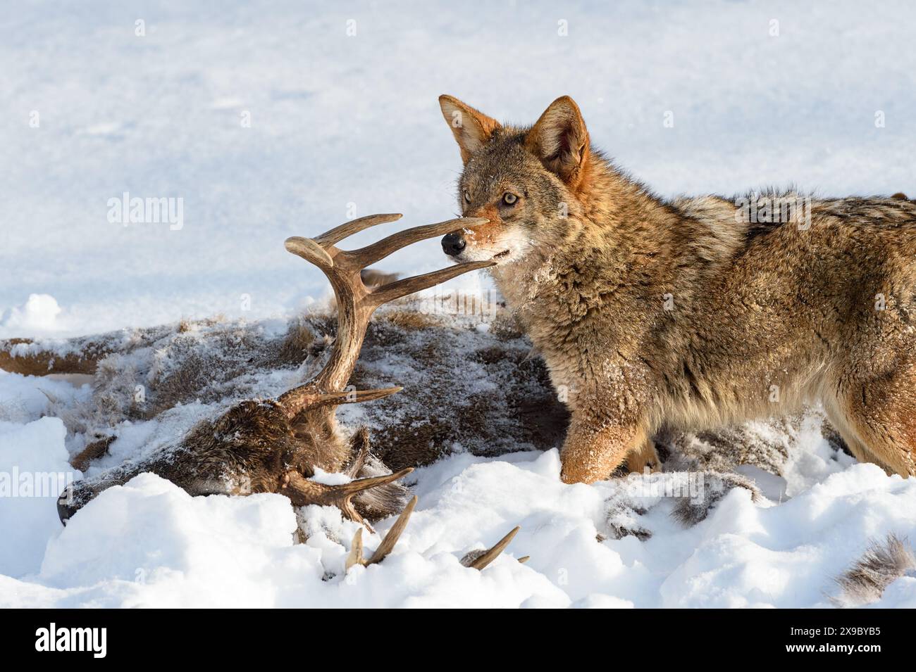 Coyote (Canis latrans) guarda in alto dalla carcassa di cervo tra i denti delle Antler Winter - animale in cattività Foto Stock