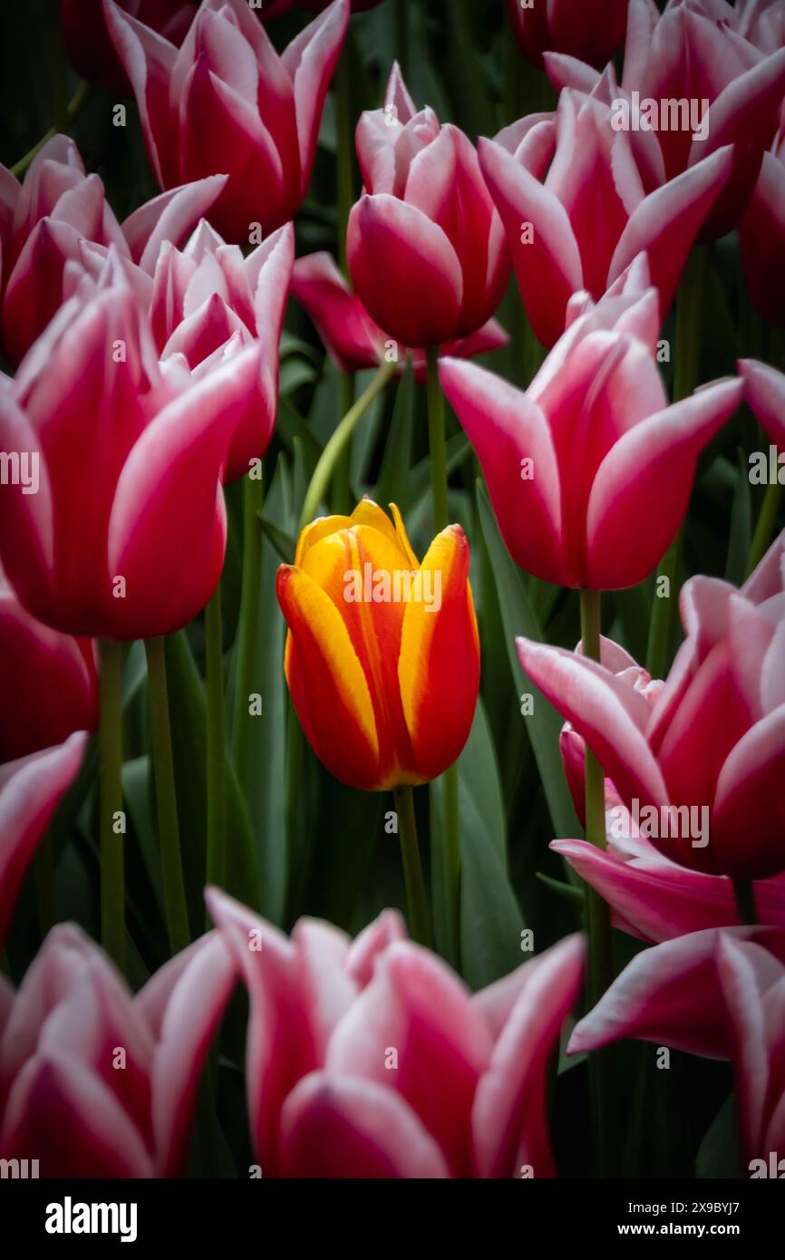Vista ravvicinata di tulipani arancioni e gialli isolati da molti tulipani rosa. Fuoco chiaro per il tulipano giallo e arancione. Foto Stock