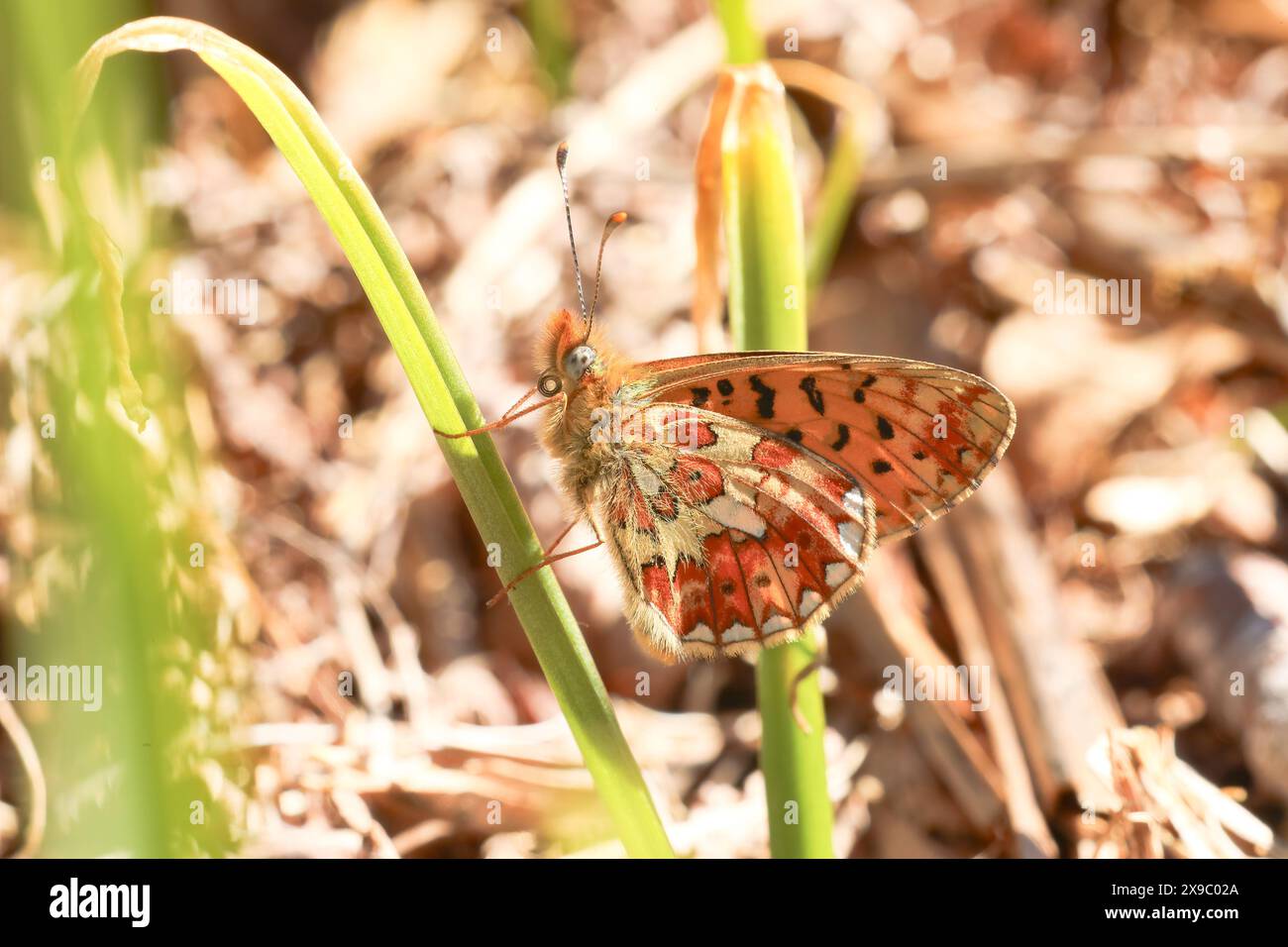 Una Perla confinava con la farfalla Fritillary che si crogiolava al sole sulla salma nell'Herefordshire, nel Regno Unito, dove questa specie è diminuita negli ultimi decenni. Foto Stock