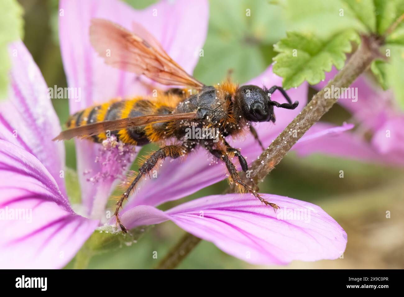 Un temibile Scolid Wasp - Dasyscolia cillata - dal sud della Spagna. Questi grandi insetti sono innocui per gli esseri umani, ma parassitano gli scarabei. Foto Stock