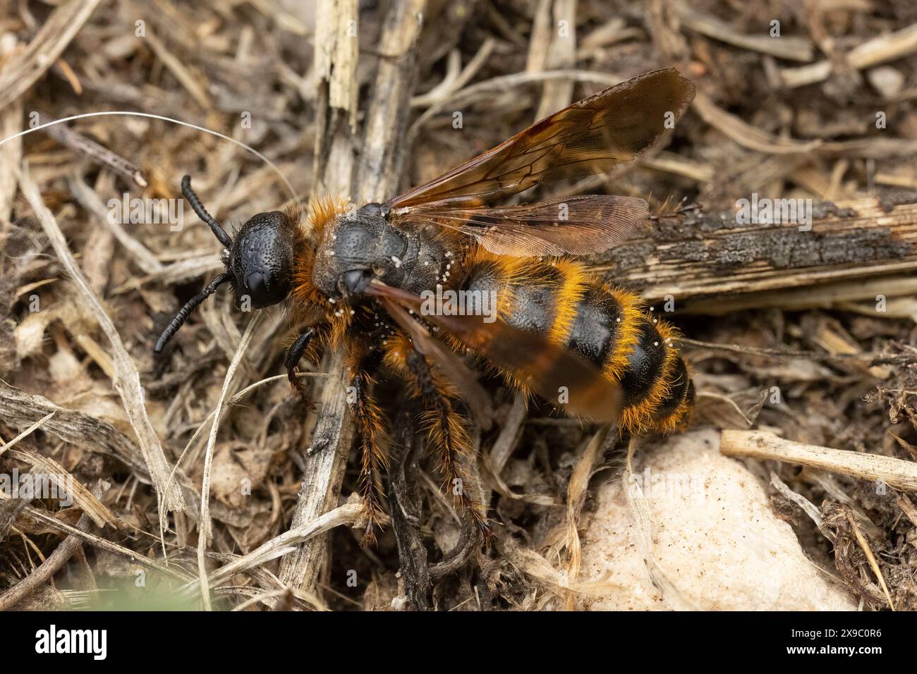 Un temibile Scolid Wasp - Dasyscolia cillata - dal sud della Spagna. Questi grandi insetti sono innocui per gli esseri umani, ma parassitano gli scarabei. Foto Stock