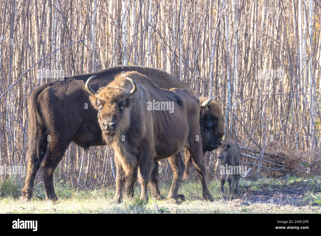 Famiglia di bisonti europei, membri di una mandria di pascolo nella riserva naturale di Blean Woods vicino a Canterbury, Inghilterra. Foto Stock Famiglia di bisonti europei, membri di una mandria di pascolo nella riserva naturale di Blean Woods vicino a Canterbury, Inghilterra. Foto Stock