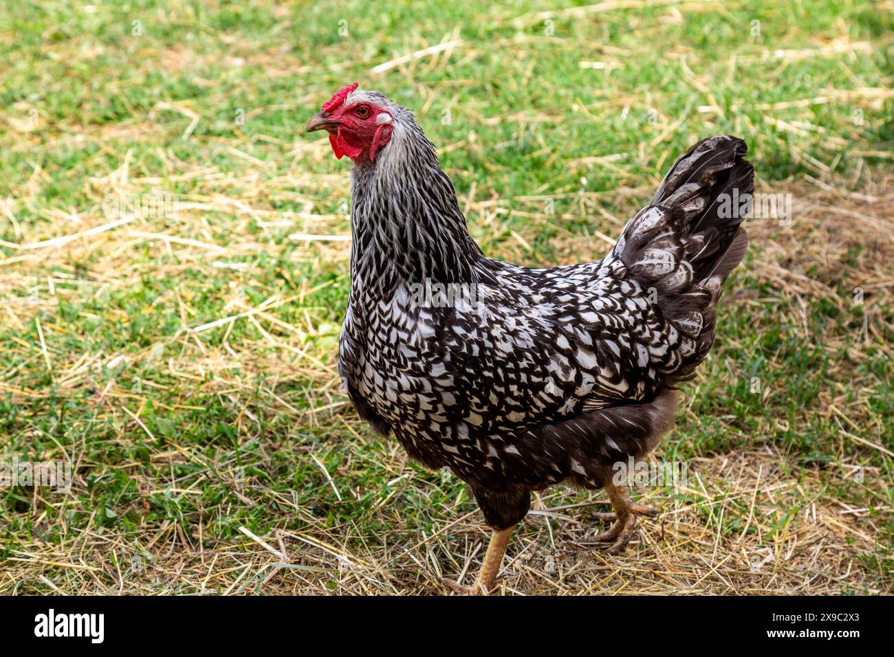 Un pollo all'aperto marrone e bianco passa attraverso l'erba in una fattoria della contea di DeKalb vicino a Spencerville, Indiana, USA. Foto Stock