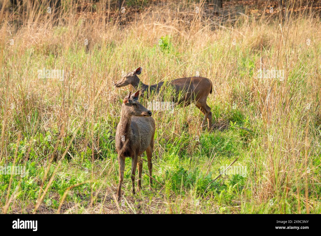 Parco nazionale di Sambar Deer Bandhavgarh Foto Stock