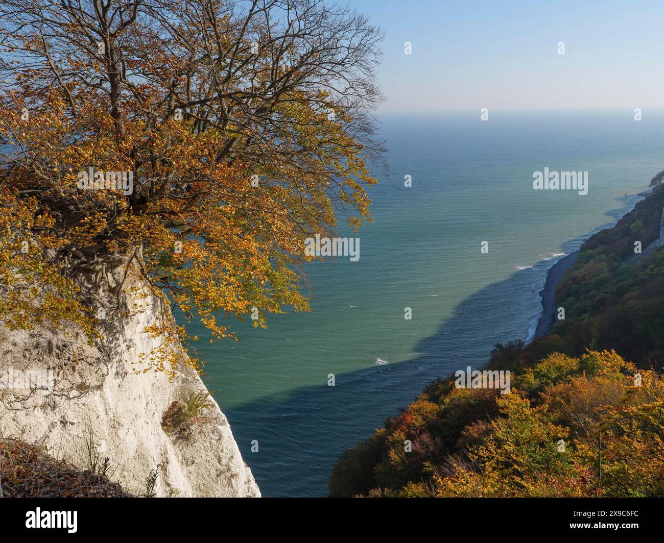 Un unico albero con foglie autunnali su una scogliera, sullo sfondo il mare e le colline boscose sotto un cielo blu, scogliere di gesso sul mare blu con autunno Foto Stock