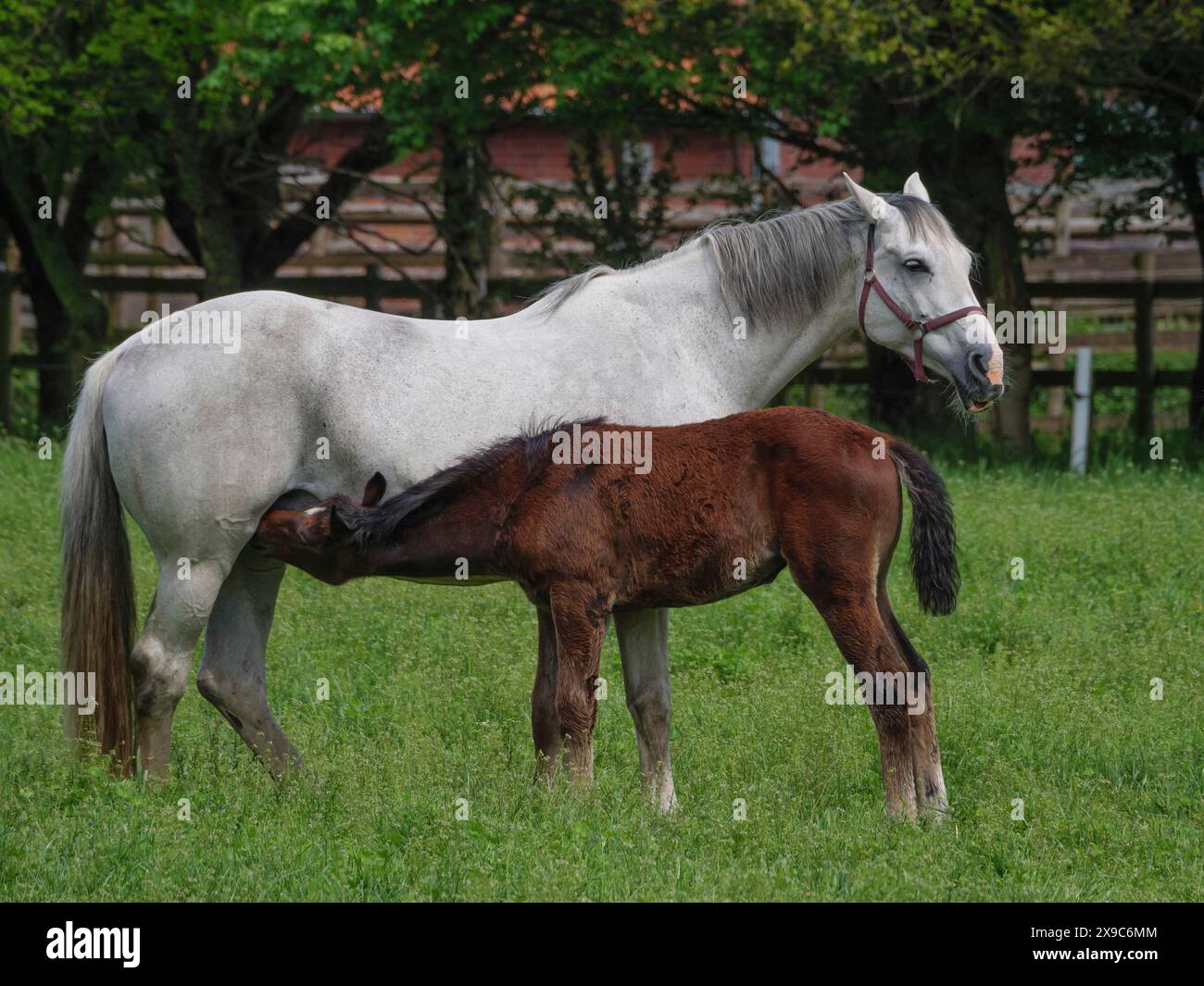 Un mare grigio sorge in un prato verde e succhia un puledro bruno, circondato da alberi, cavalli e puledro in un prato verde a Muensterland, borken, germania Foto Stock