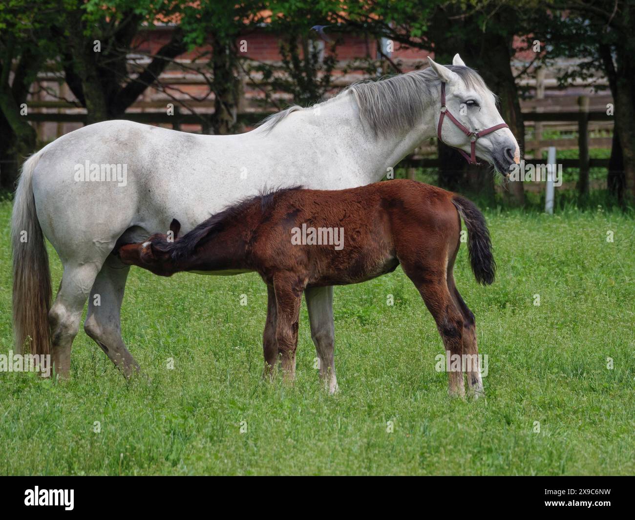 Un mare grigio sorge in un prato verde e succhia un puledro bruno, circondato da alberi, cavalli e puledro in un prato verde a Muensterland, borken, germania Foto Stock
