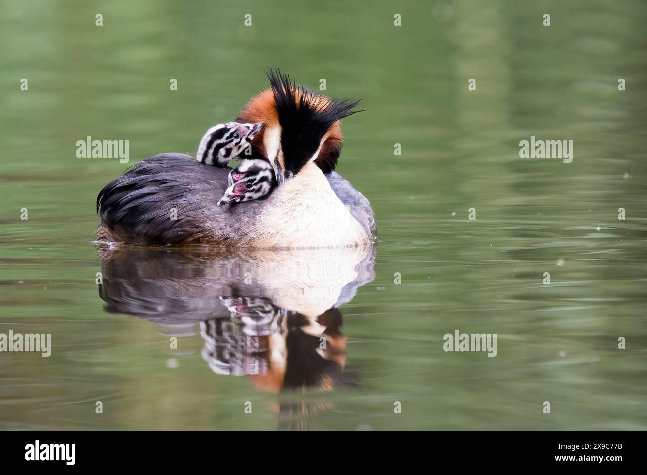 Un grande grebe crestato (Podiceps Cristatus) con due pulcini sulla schiena che nuotano su un lago calmo, Hesse, Germania Foto Stock