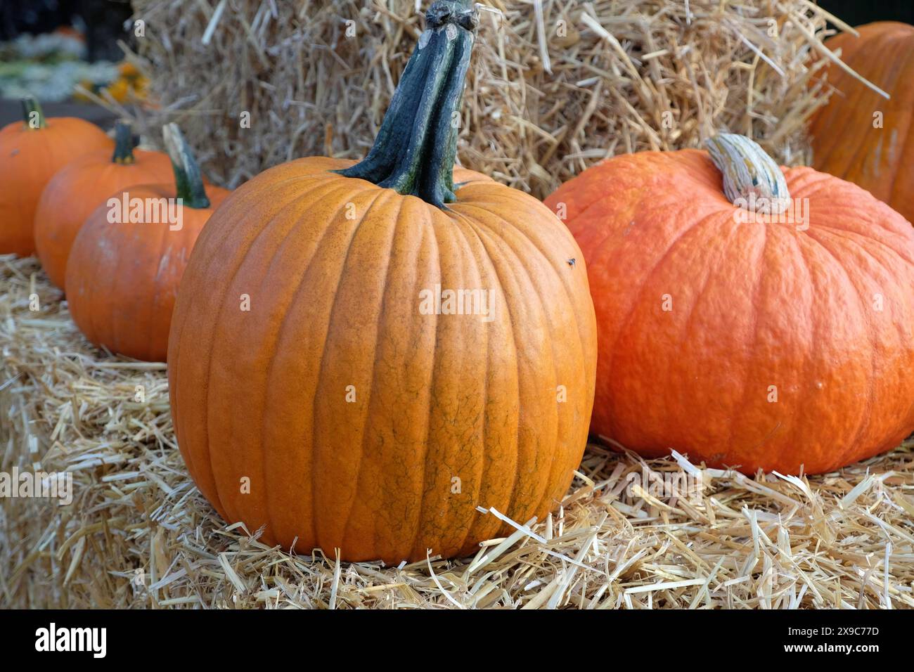 Un gruppo di zucche sulla paglia, simbolo dell'autunno e del raccolto, molte zucche colorate per la decorazione in un giardino, Borken, Germania Foto Stock