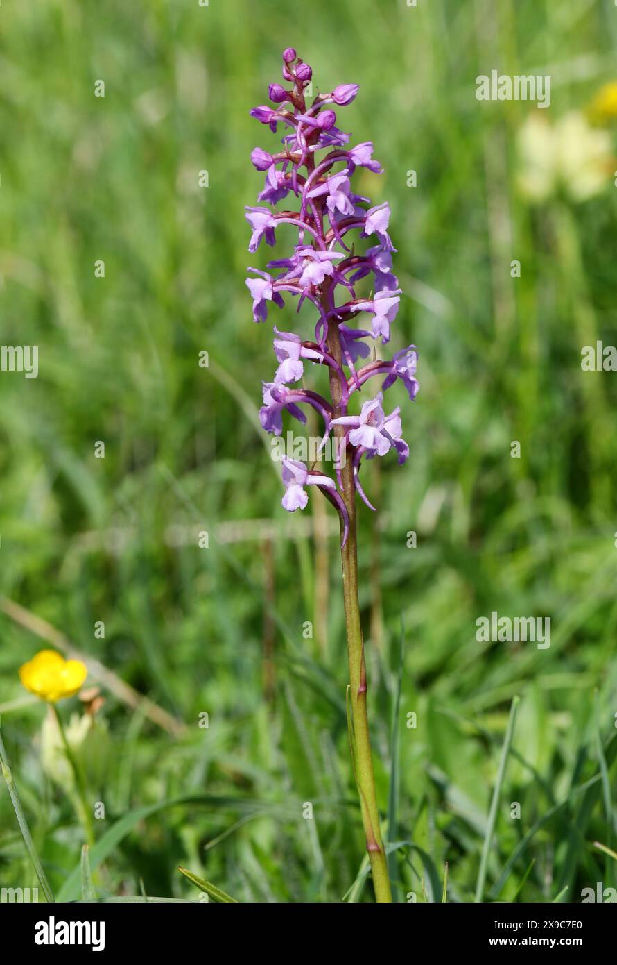 Orchidea profumata o Gesso Orchidea profumata, Gymnadenia conopsea, Orchidaceae. Bussare a Hoe, Bedfordshire. Foto Stock