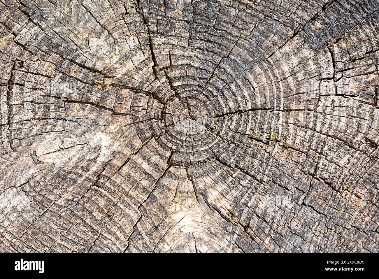 Macrofotografia di ceppi, alberi antichi, natura, consistenza, legno, impianto, età, nucleo, anello, sezione, legno, motivo, invecchiamento, sfondo, striato, larice, anello Foto Stock
