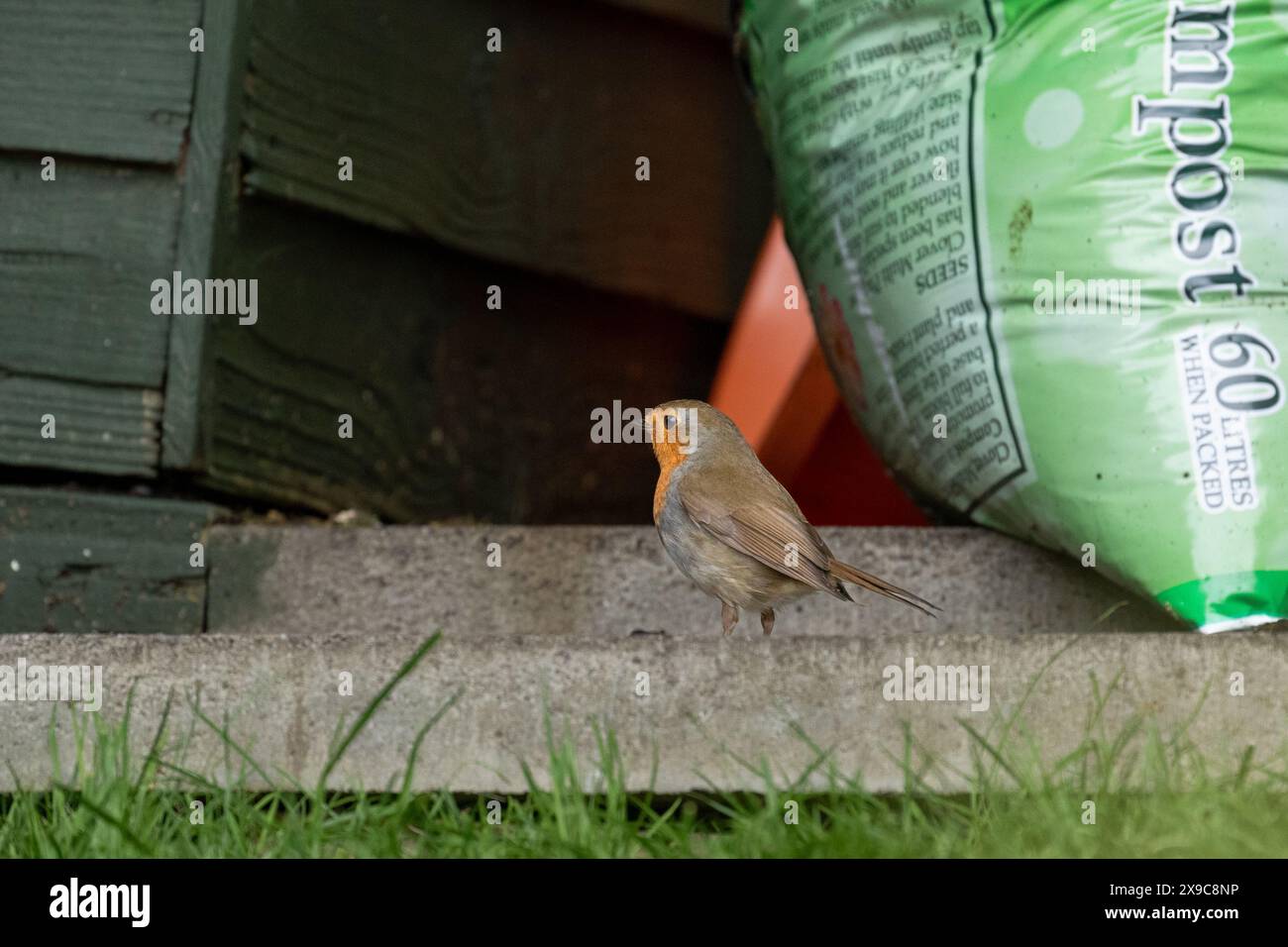 Un robin - erithacus rubecula - su un sentiero di giardino tra un sacchetto di compost e un capanno. Foto Stock