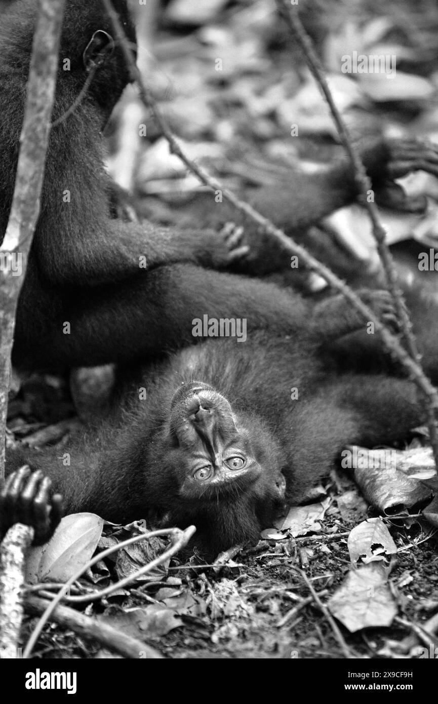 Un macaco Sulawesi crestato nero (Macaca nigra) fissa la telecamera, giacendo sul terreno nella riserva naturale di Tangkoko, Sulawesi settentrionale, Indonesia. Foto Stock