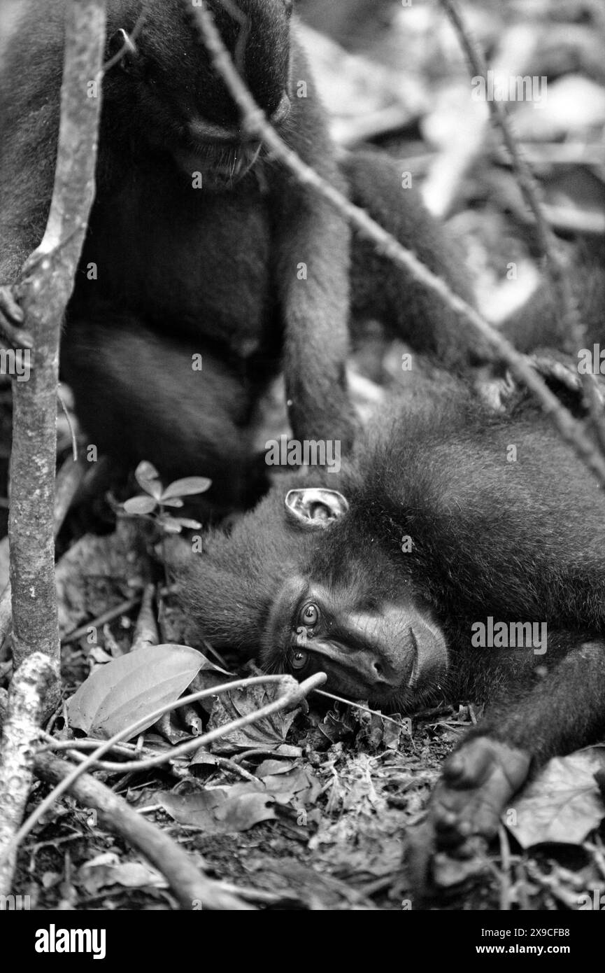 Un macaco crestato nero Sulawesi (Macaca nigra) osserva, in quanto è stato curato da un altro individuo nella foresta di Tangkoko, Sulawesi settentrionale, Indonesia. Foto Stock