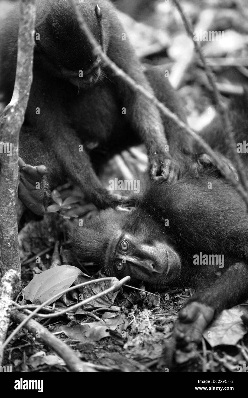 Un macaco crestato nero Sulawesi (Macaca nigra) osserva, in quanto è stato curato da un altro individuo nella foresta di Tangkoko, Sulawesi settentrionale, Indonesia. Foto Stock