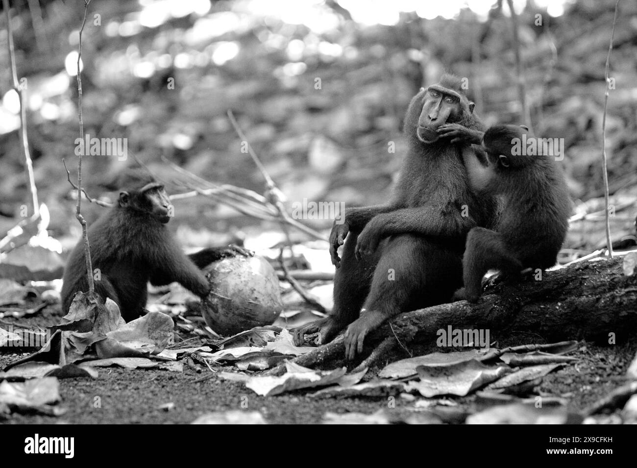 I macachi crestati neri di Sulawesi (Macaca nigra) affrontano l'aumento della temperatura forestale nella riserva naturale di Tangkoko, Sulawesi settentrionale, Indonesia. Foto Stock