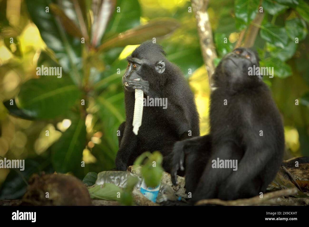 Un gruppo di macachi crestati (Macaca nigra) si forgia su un sito dove vengono avvistati rifiuti di plastica, su una spiaggia nella foresta di Tangkoko, Sulawesi, Indonesia. Foto Stock