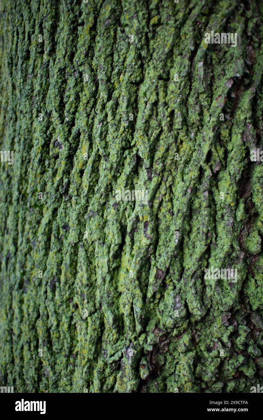 Tronco di albero con muschio in crescita Foto Stock