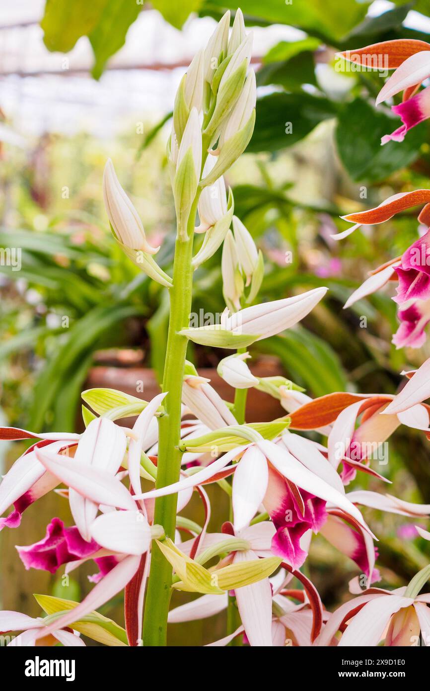orchidea di Phaius tankervilleae o grande orchidea paludosa Foto Stock