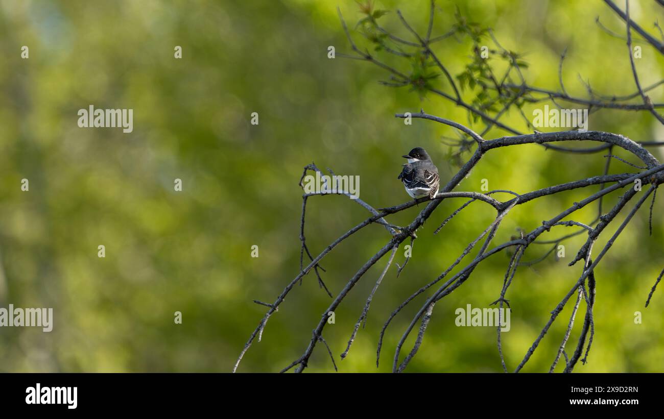 Un Kingbird orientale si trova appollaiato su un ramo di fronte a uno sfondo verde sfocato della foresta. Foto Stock