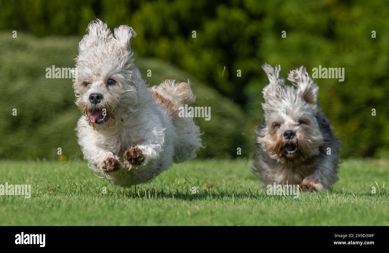 Bowhill, Regno Unito, 29/05/2024, Dandie Dinmont terriers sono una razza rara se nel Regno Unito nascono in media meno di 100 cani dai confini scozzesi ogni anno. Per celebrare la razza sabato 1 giugno si terrà una gara di Dandie Dinmont presso la Bowhill House, nei confini scozzesi, il Dandie Dinmont Terrier Club è stato fondato nel 1875, rendendolo il secondo club di razza canina più antico del mondo. L'immagine mostra Calum Flanders, che lavora alla Bowhill House e ha tre ragazze Dandie Dinmont, Bowhill Lucy, Lilibet e Clementine. Indossa anche il tartan del Duca di Buccleuch, che ha dato il cane bre Foto Stock