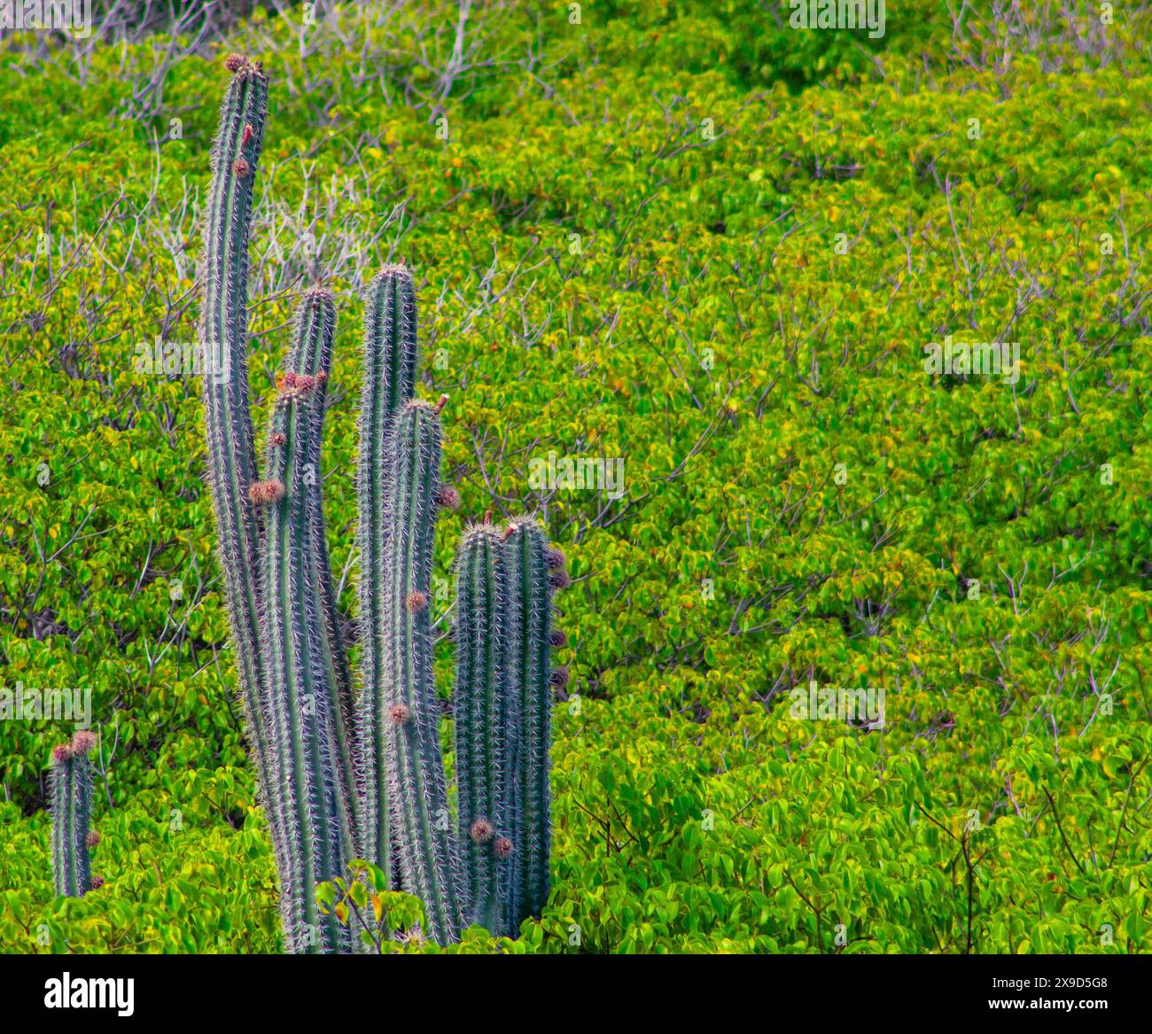 Cactus nel Parco Nazionale di Shete Boka, CuraCao Foto Stock