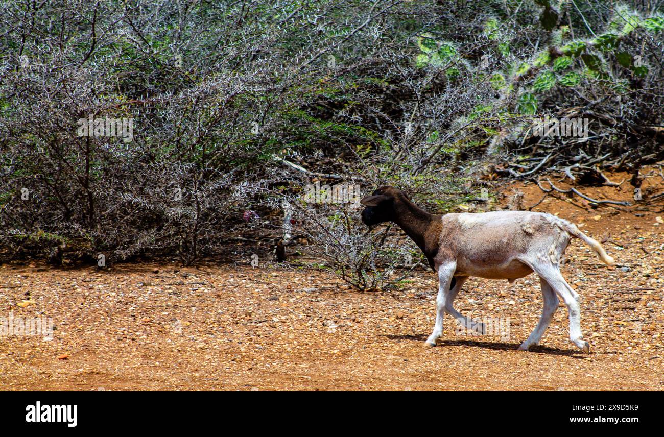 Pecore nel Parco Nazionale di Shete Boka, CuraCao Foto Stock