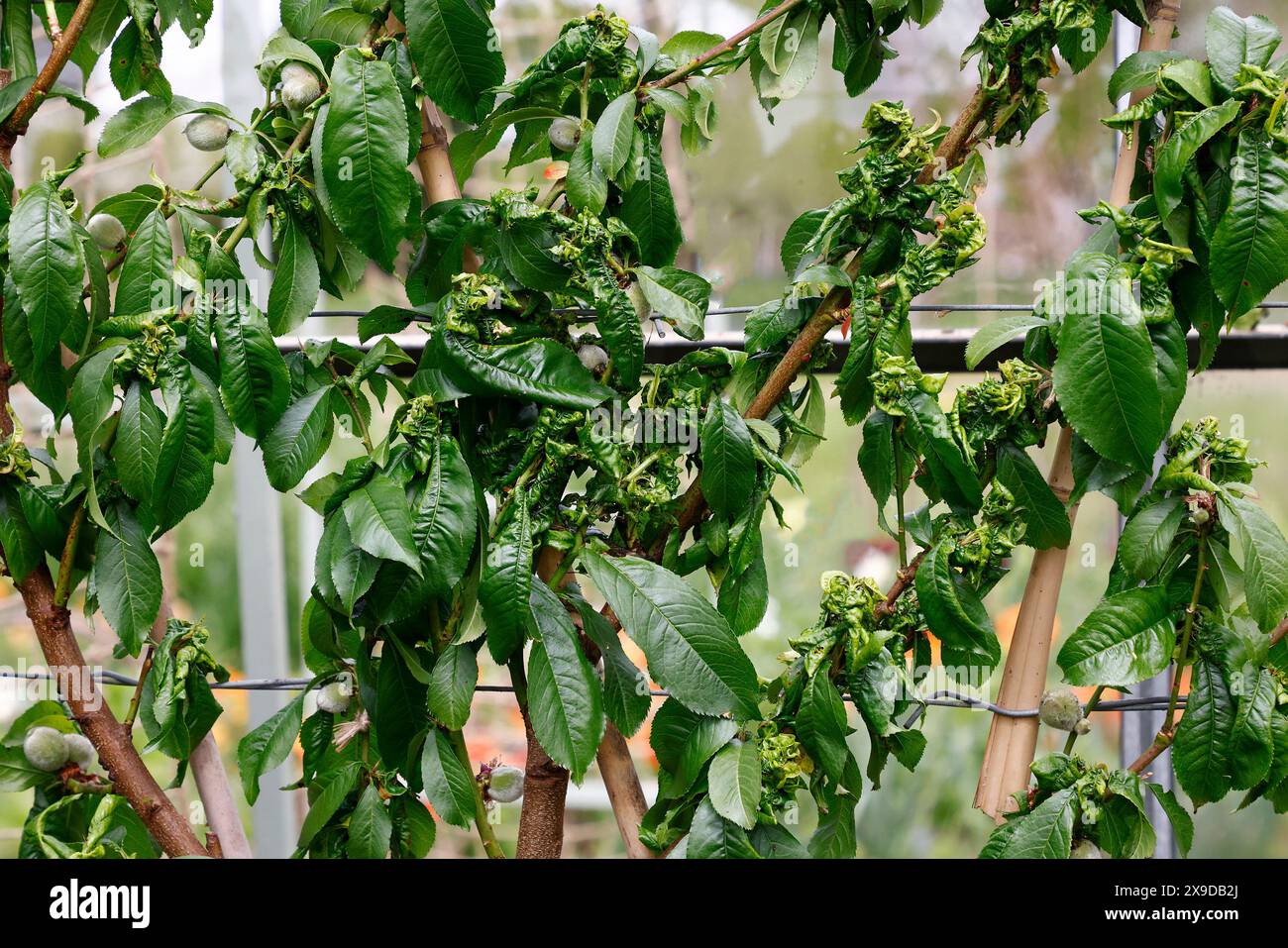 Primo piano di foglie di pesca arricciamento fungo malattia Taphrina deformans che interessano le foglie. Foto Stock