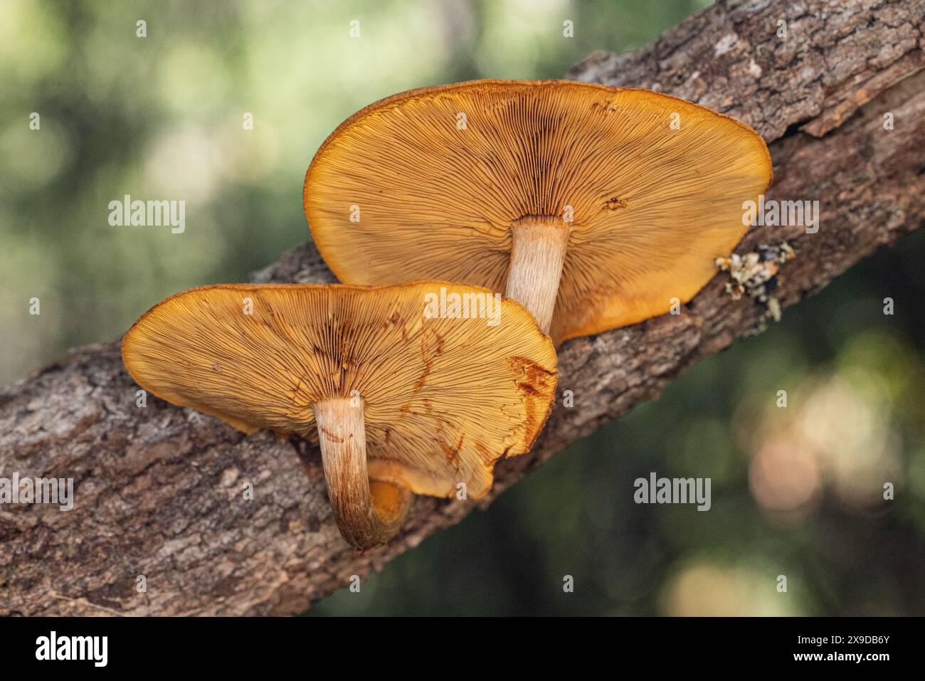 Funghi arancioni che crescono sul ramo d'albero caduto Foto Stock