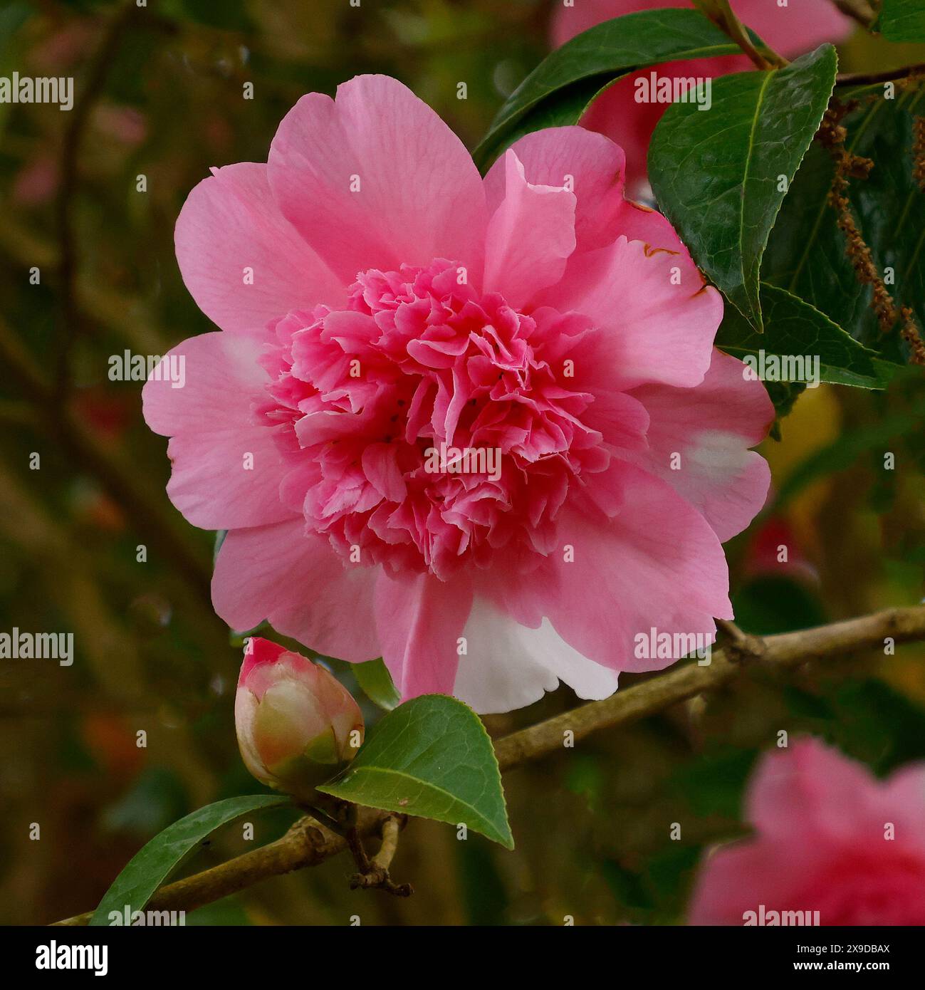 Primo piano del fiore rosa della primavera arbusto da giardino fiorito camelia x williamsii Ballet Queen variegata. Foto Stock