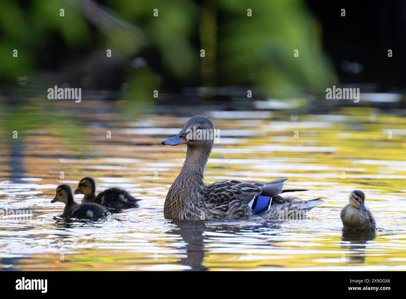 famiglia mallard sullo stagno delle anatre nel parco (Anas platyrhynchos) Foto Stock
