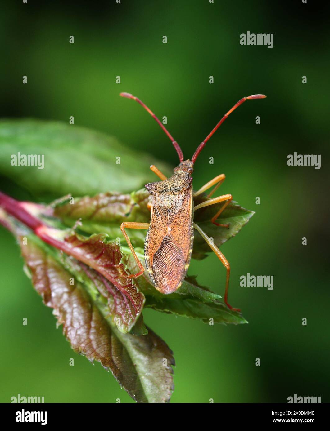 Box Bug, Gonocerus acuteangulatus, Coreidae. Uno squashbug marrone-rossastro relativamente grande. Foto Stock