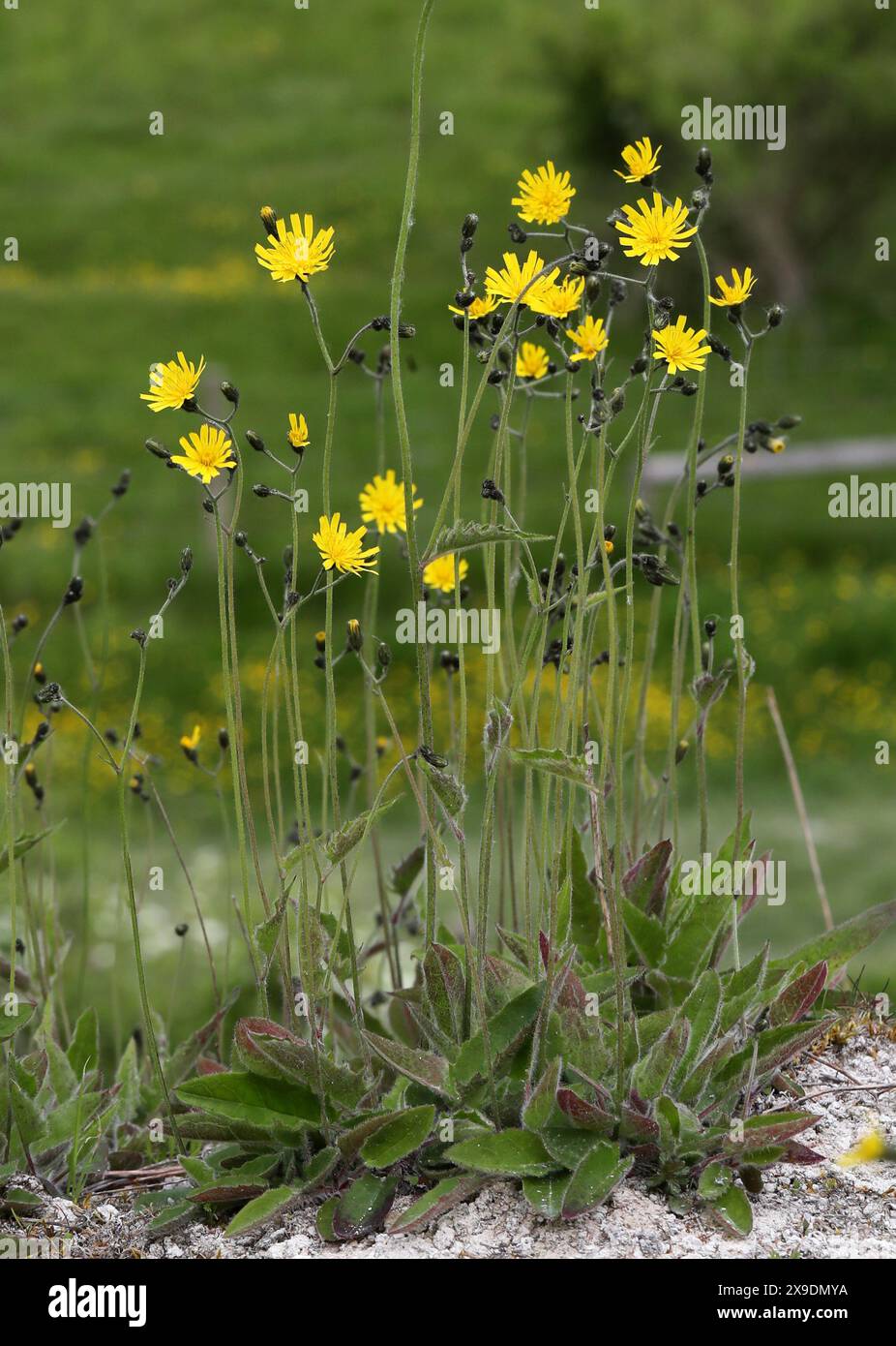 Alga maculata, Hieracium maculatum, Asteraceae. Totternhoe Knolls, Bedfordshire, Regno Unito. Un'alga con distintivi macchie viola o rosse sulle foglie. Foto Stock