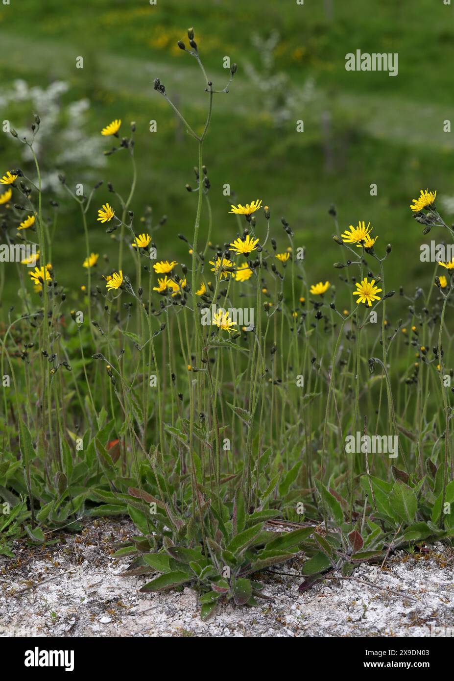 Alga maculata, Hieracium maculatum, Asteraceae. Totternhoe Knolls, Bedfordshire, Regno Unito. Un'alga con distintivi macchie viola o rosse sulle foglie. Foto Stock