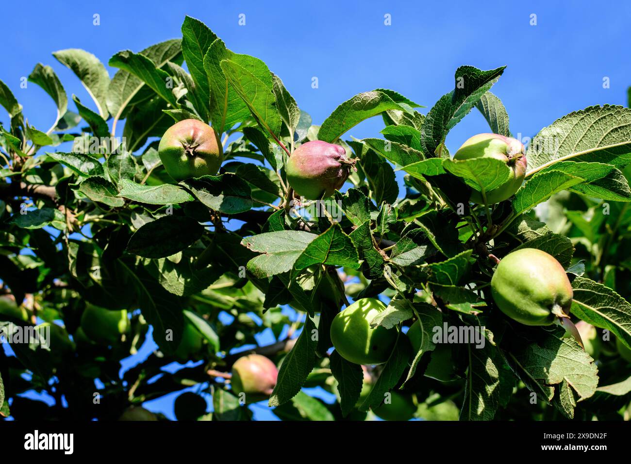 Piccole e vivaci mele verdi fresche e foglie sui rami di un grande vecchio albero in un frutteto in una soleggiata giornata estiva Foto Stock