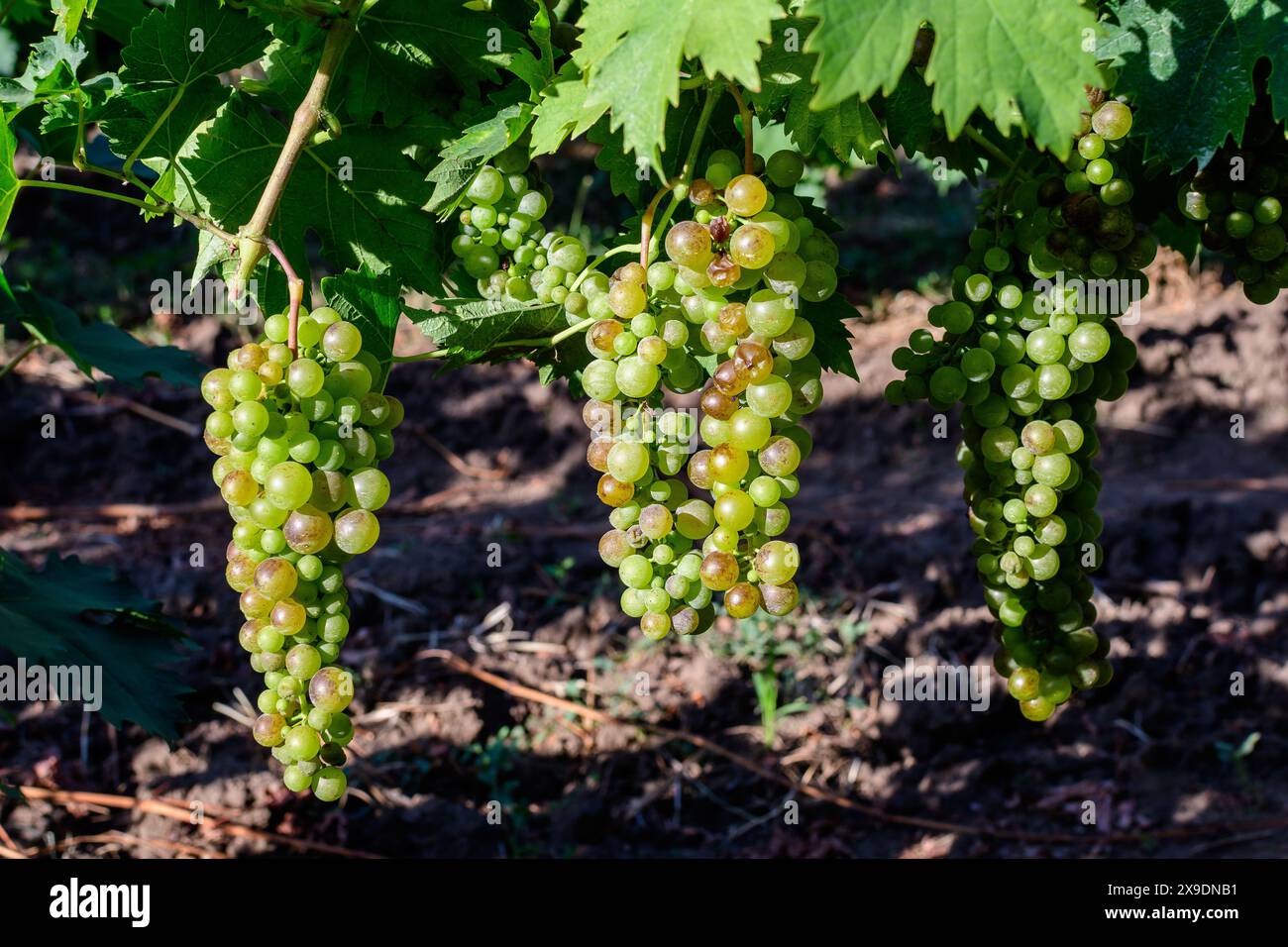 Primo piano di uve bianche biologiche mature e foglie verdi in vigna in una giornata di sole autunnale Foto Stock