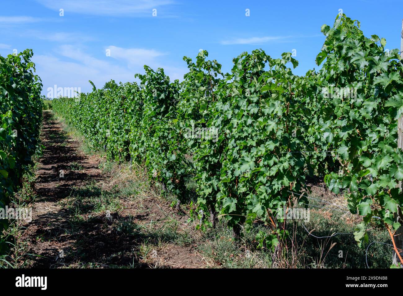 Fila con grandi piante con molte uve biologiche mature e foglie verdi in vigna in una giornata di sole autunno Foto Stock