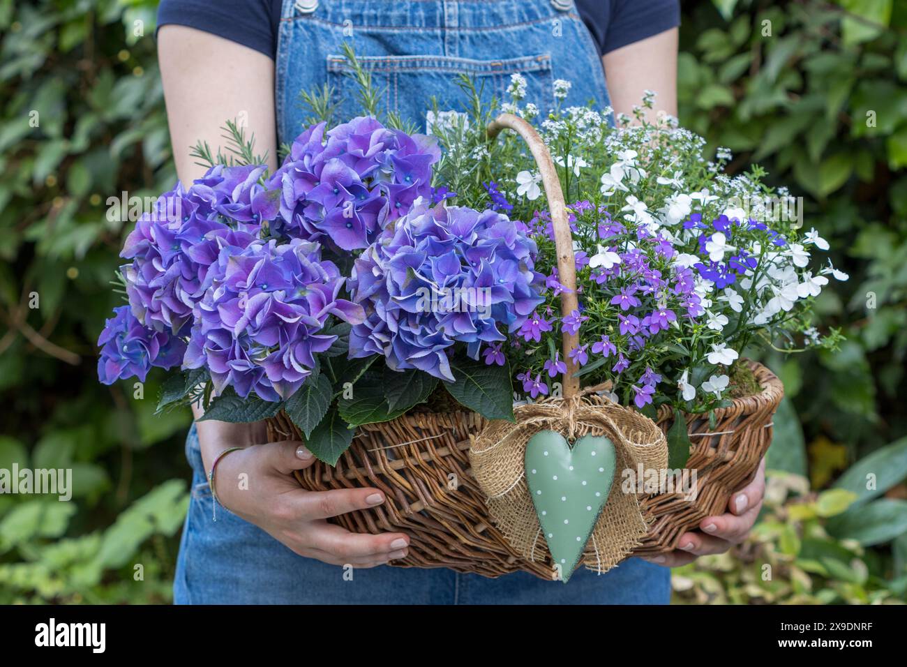 ortensia blu macrophylla, lobelia ed erbe nel cesto in mani di donna Foto Stock