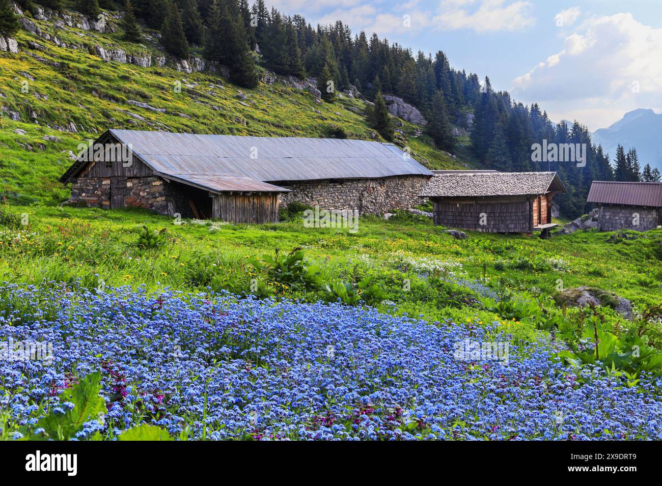 Diversità di flora sulle Alpi in estate con un'ampia zona di fiori blu dimenticati in primo piano - messa a fuoco per un foregroun acuto Foto Stock
