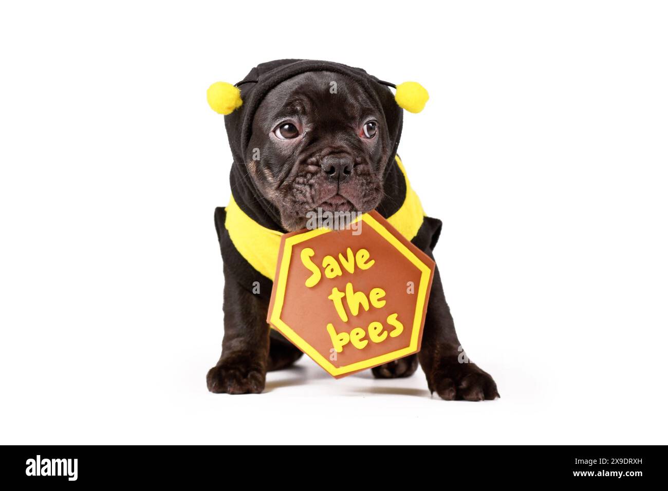 Carino cucciolo di cane Bulldog francese nero vestito con costume da ape e cartello "Save the Bees" su sfondo bianco Foto Stock