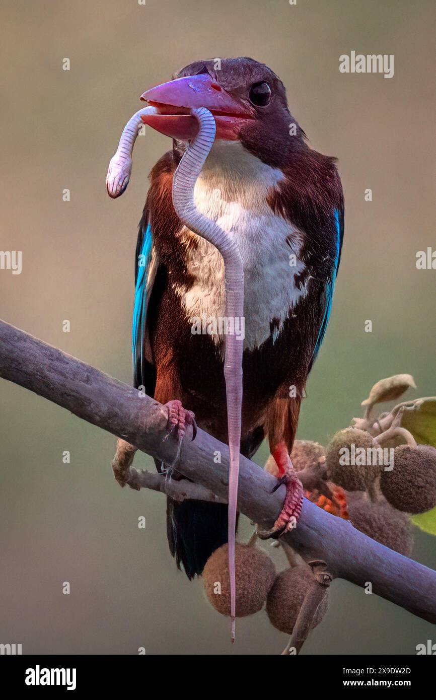 Il serpente nei regni di pescatori beccano CHANDIGARH, INDIA, sono state catturate IMMAGINI INCREDIBILI di un coraggioso kingfisher che cattura un serpente come spuntino. Le immagini vengono visualizzate Foto Stock