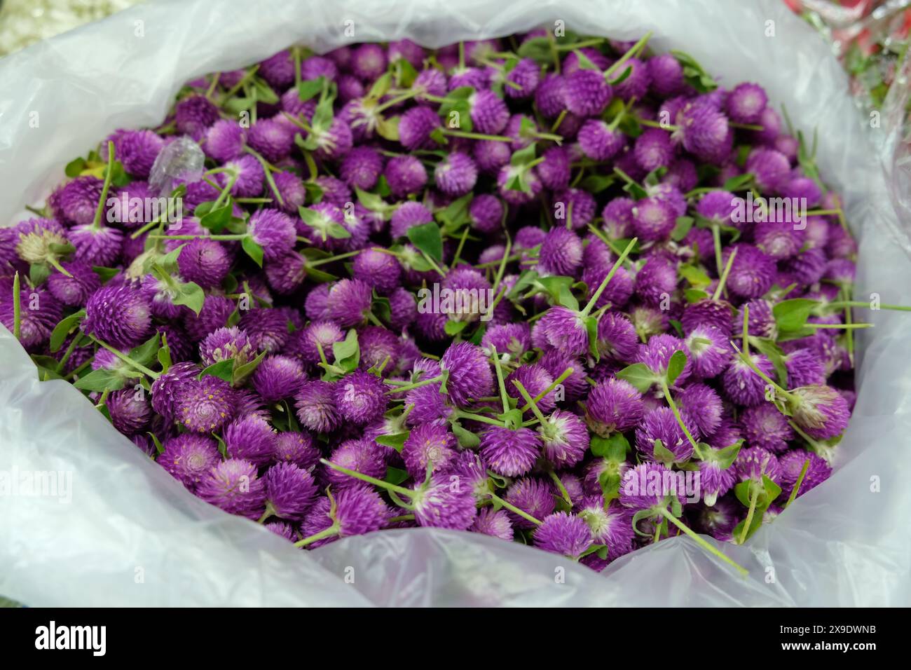 Mercato Tha Tian Bangkok Tailandia - sacco con fiori di trifoglio viola Foto Stock
