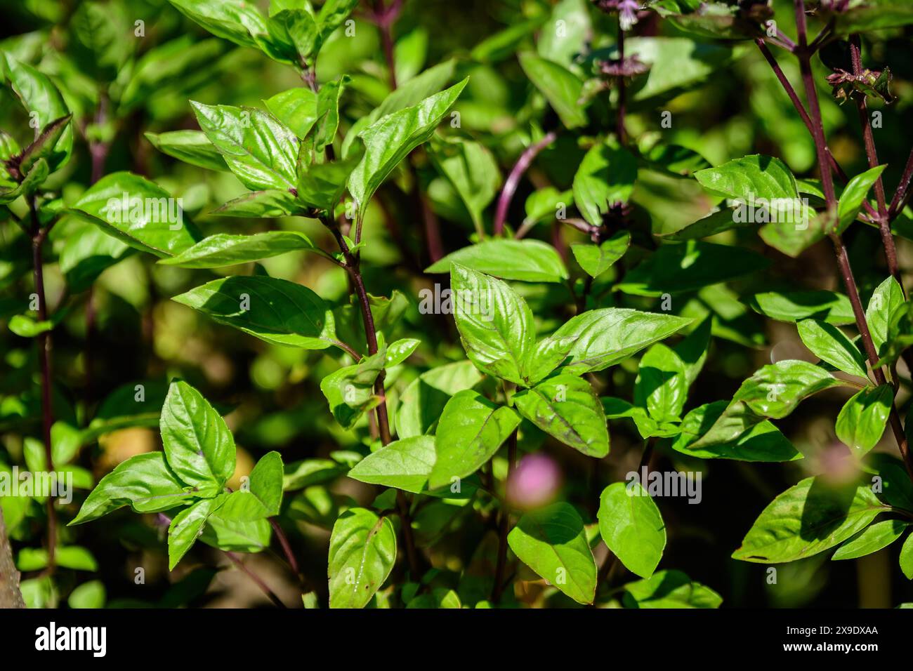 Molte foglie di basilico verde fresco e fiori in un giardino estivo solare biologico, erbe vegane sane fotografate con fuoco morbido Foto Stock