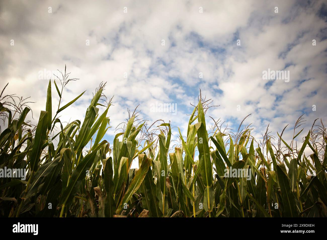 Gambi di mais verde nel campo sotto il cielo blu nuvoloso Foto Stock