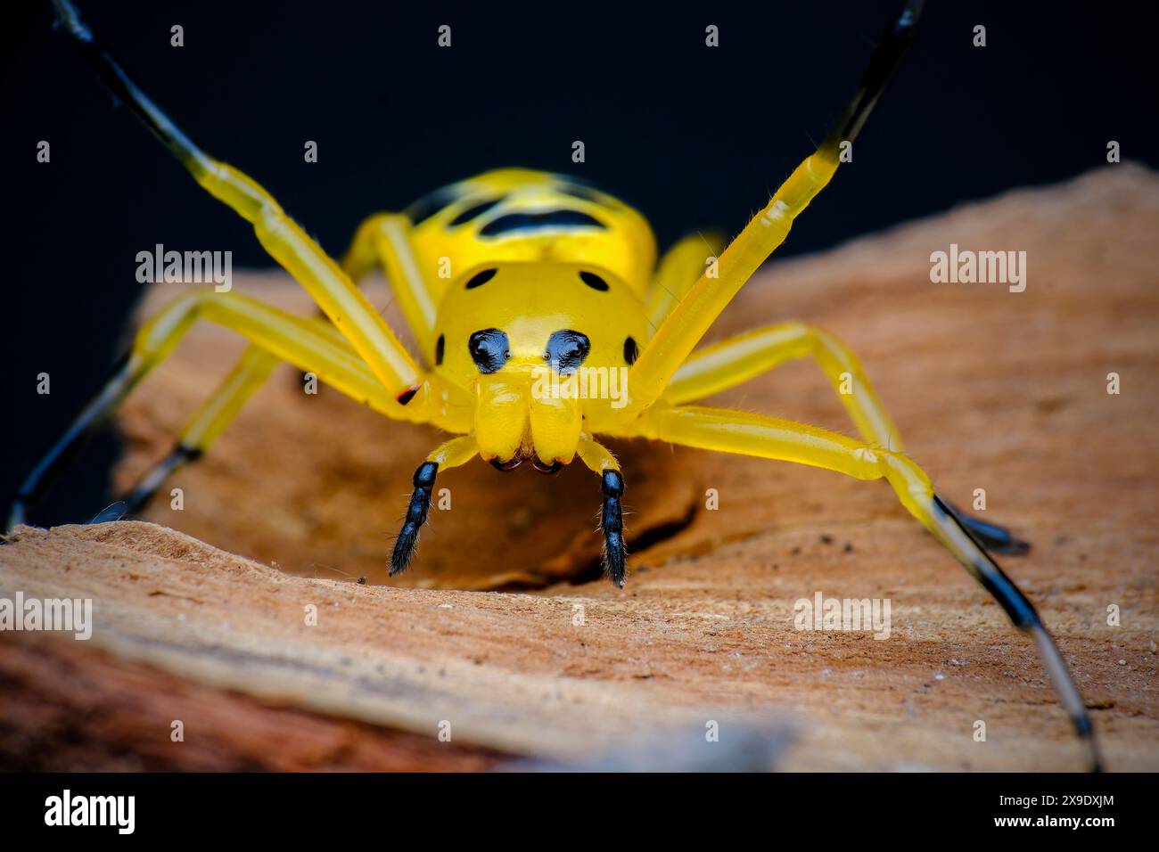 primo piano otto ragno di granchio maculato Foto Stock