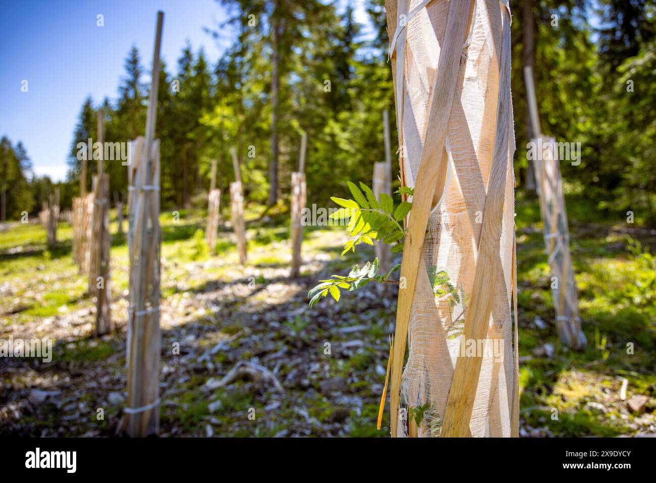 Sforzi di rimboschimento con i giovani alberelli nella foresta della Turingia Foto Stock