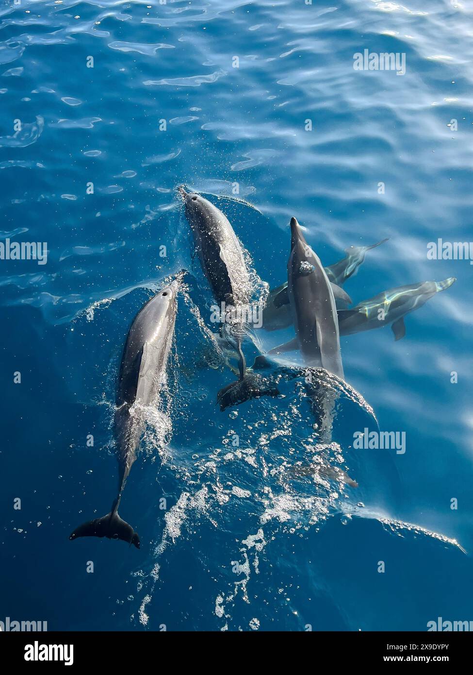 Un piccolo branco di delfini spinner salgono in aria mentre nuoto Foto Stock